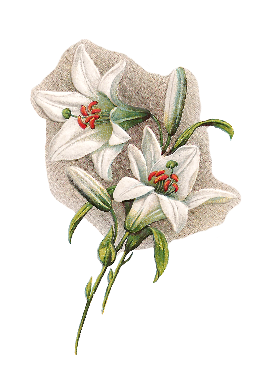 lily clipart vintage