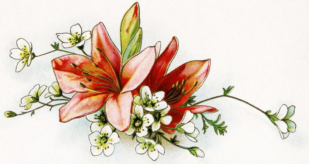 lily clipart vintage
