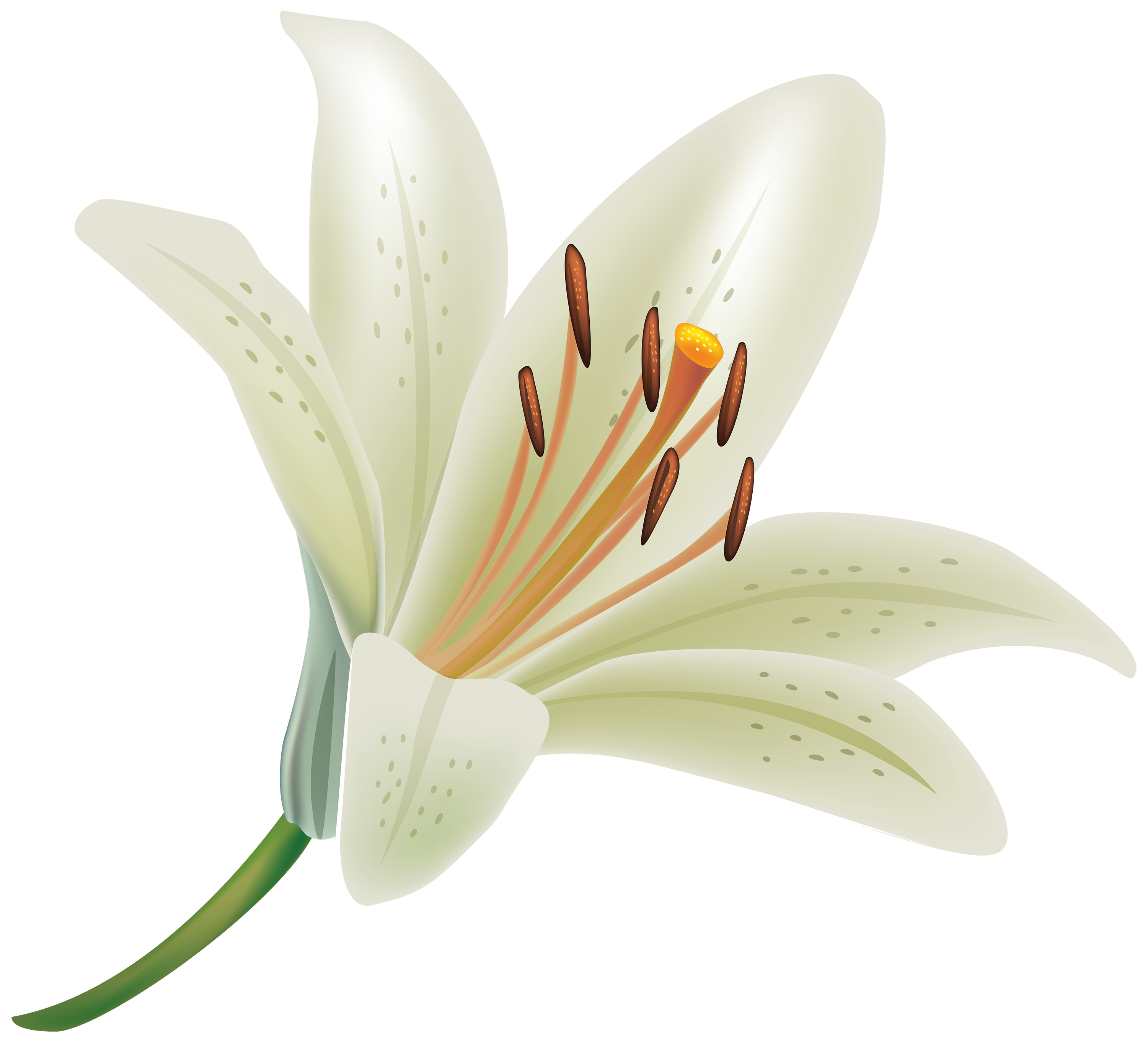 lily clipart watercolor