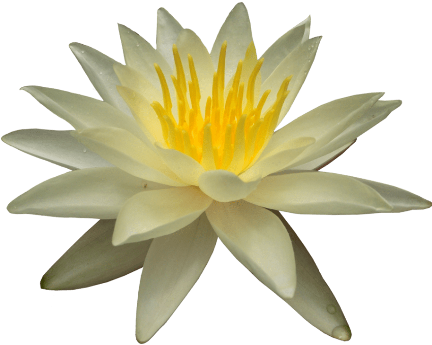 lily clipart waterlilly