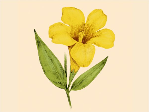 lily clipart yellow jessamine