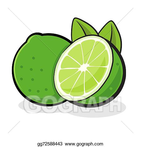 Eps illustration fruit vector. Lime clipart juicy