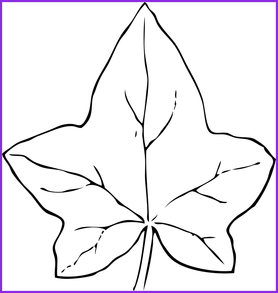 line clipart ivy