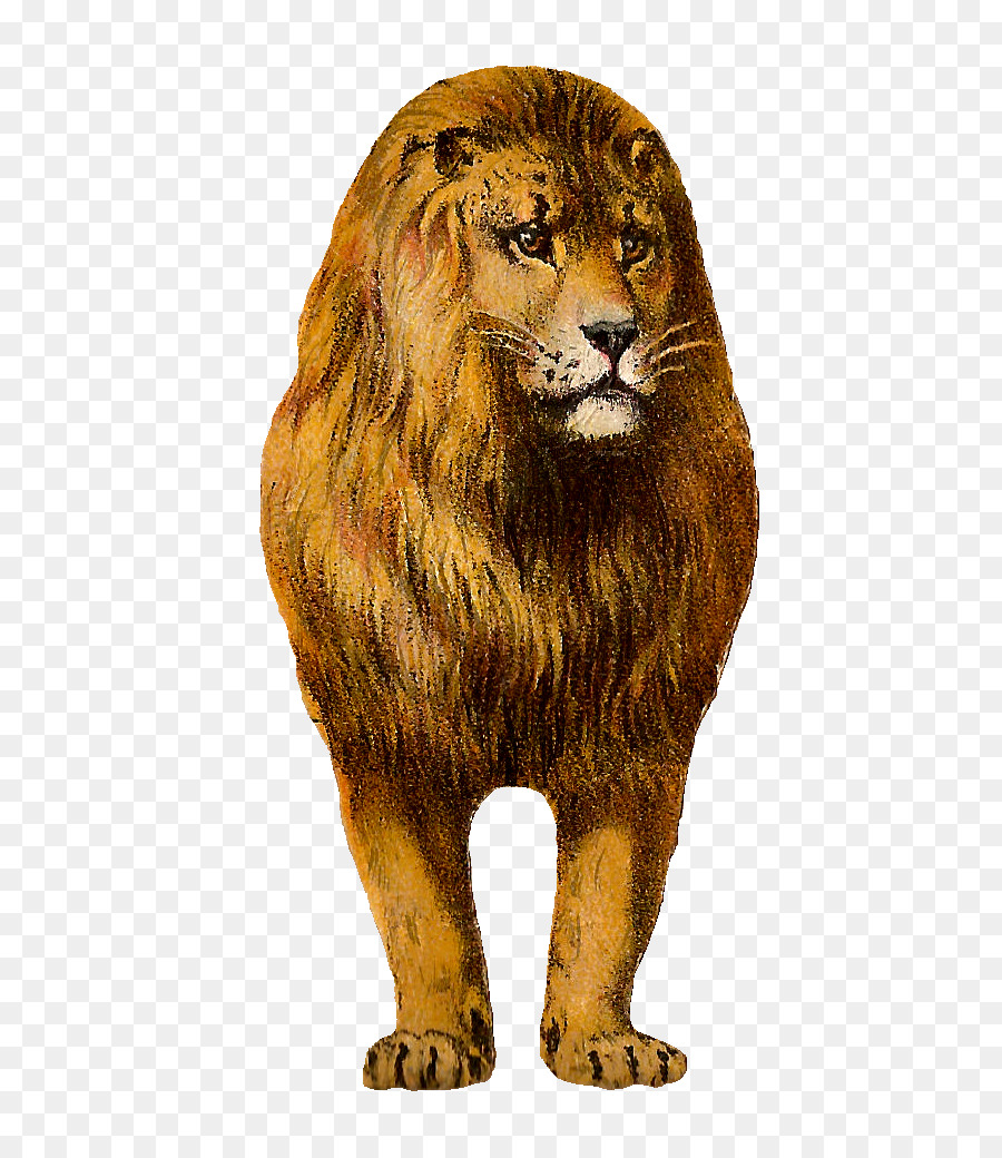 Cat background tiger transparent. Lion clipart african lion