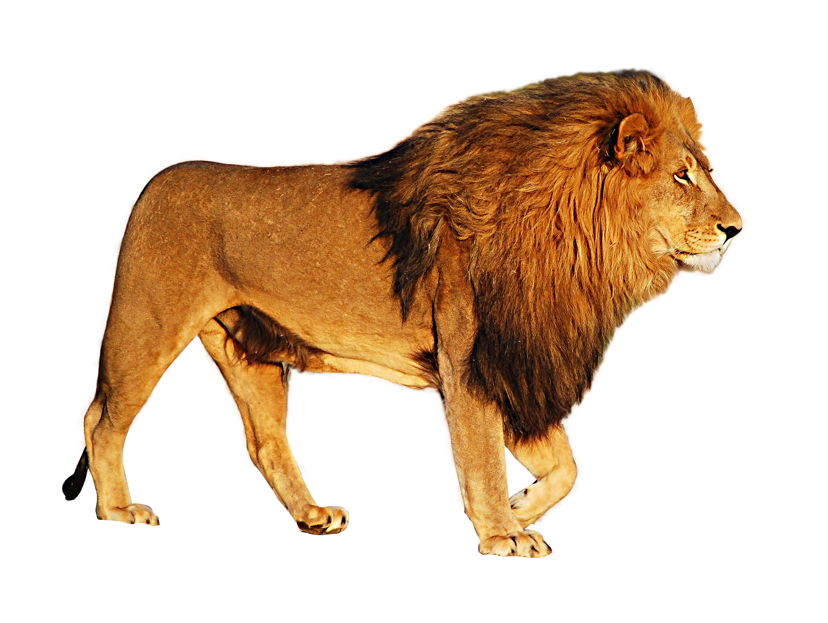lion clipart mammal