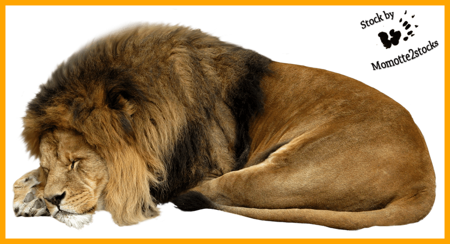 lion clipart sleep