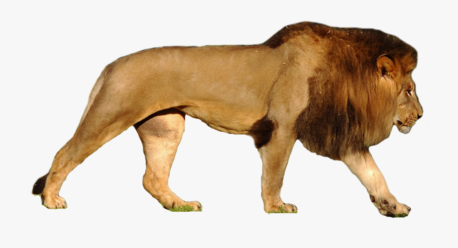 lions clipart african lion