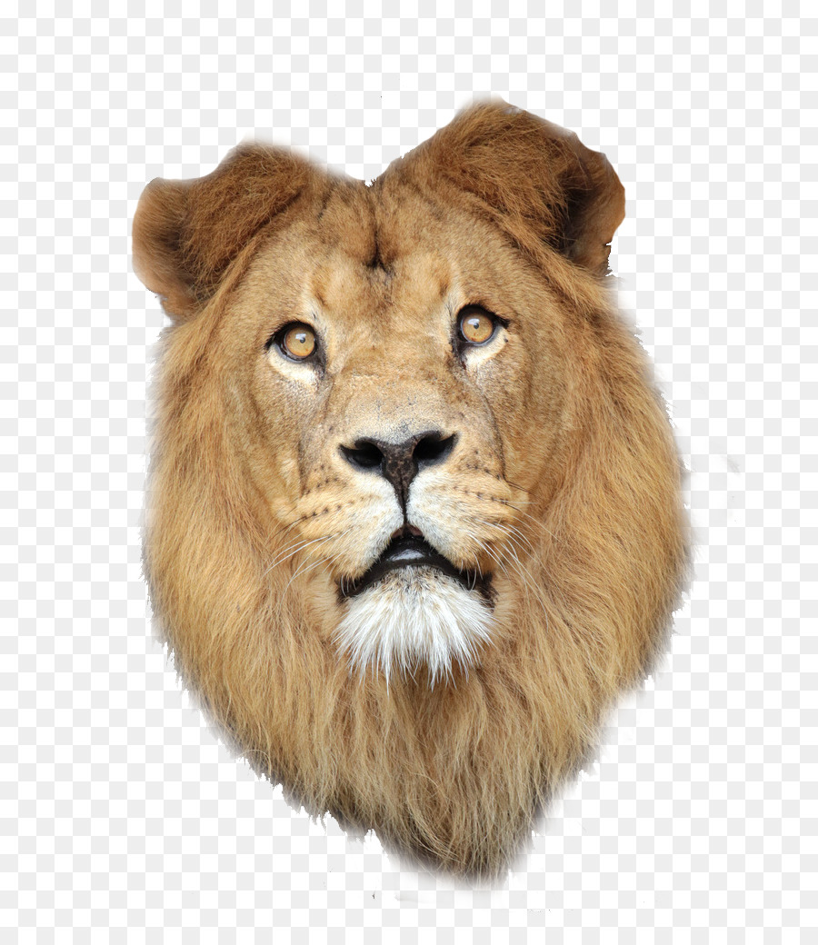 lions clipart african lion
