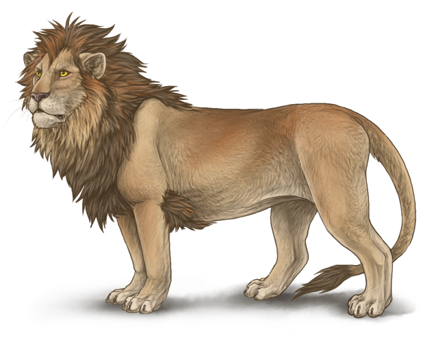 lions clipart male
