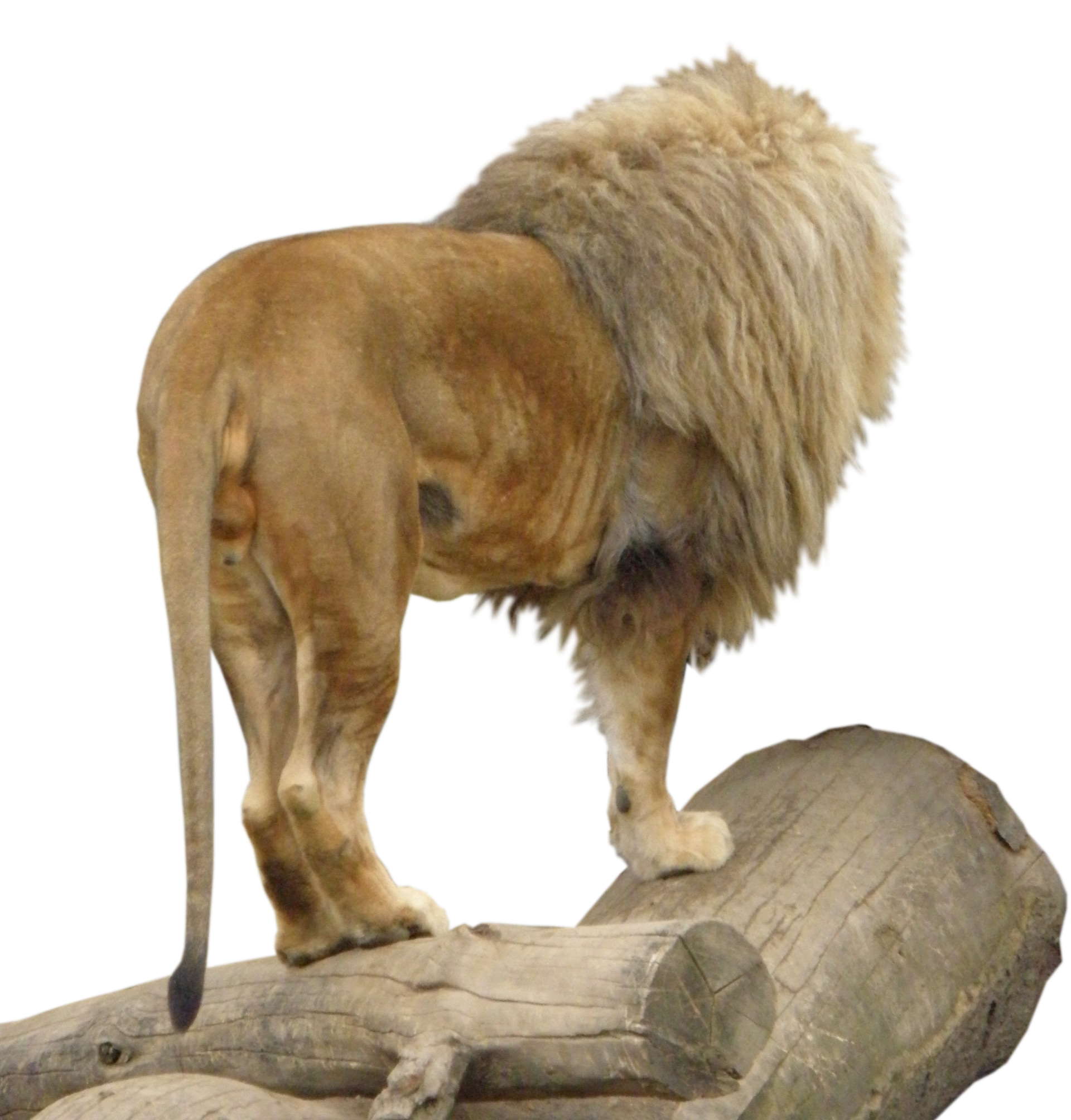 lions clipart mammal