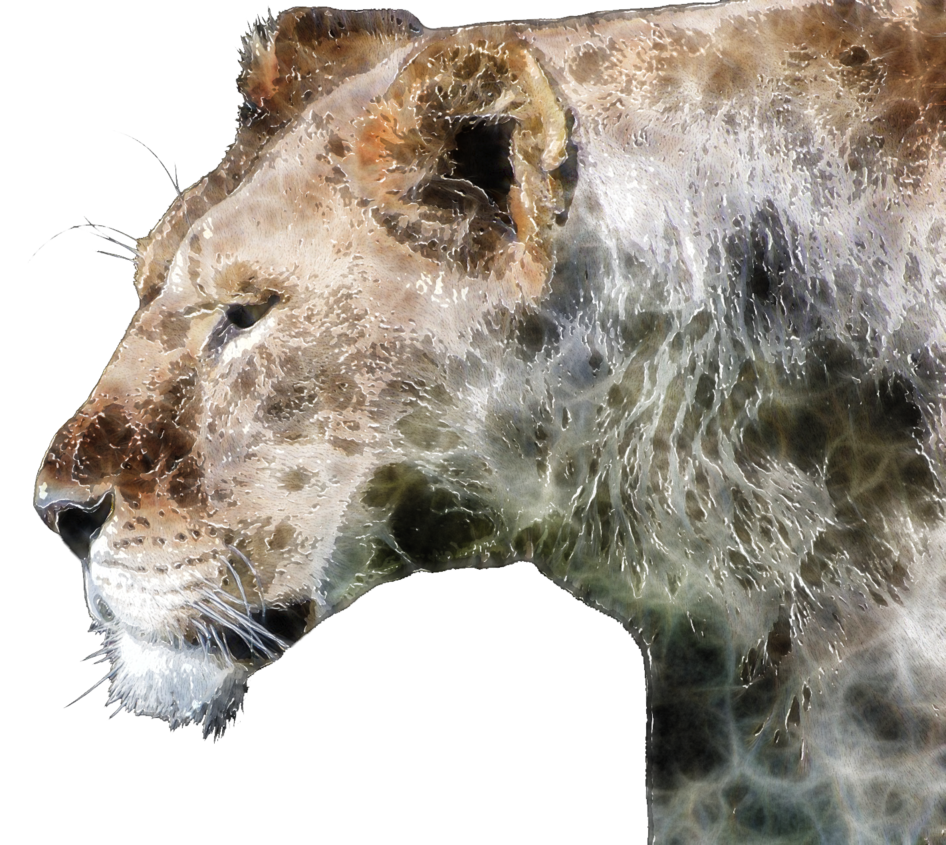 Lion by lavandalu on. Lions clipart watercolor