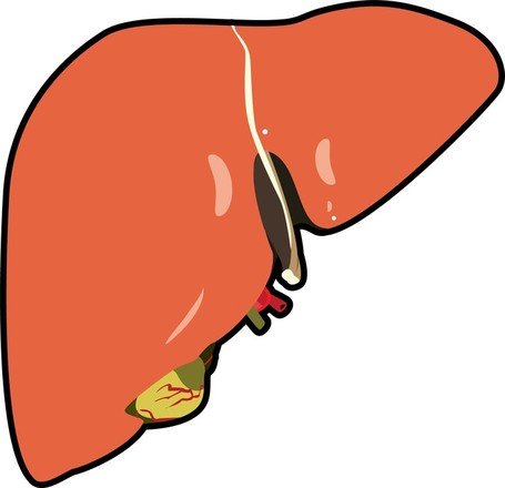 liver clipart