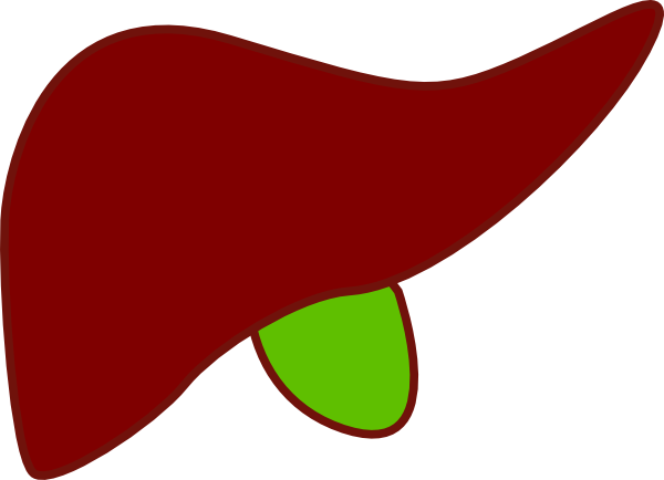 liver clipart