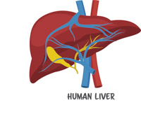 Free anatomy clip art. Liver clipart