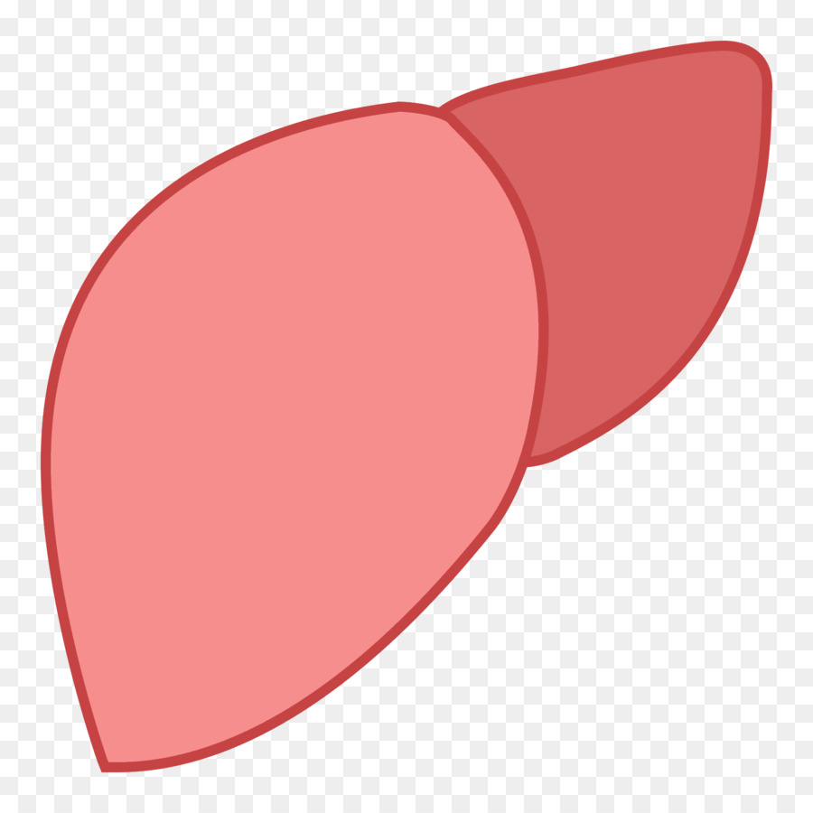 kidney clipart liver kidney