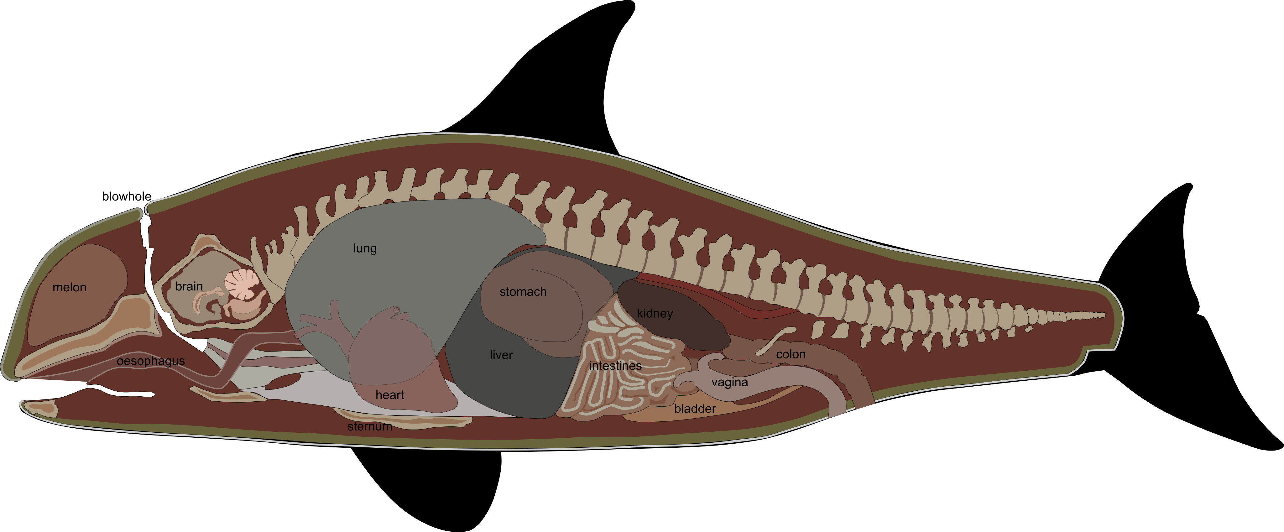 Orca clipart killer whale. File internal anatomy svg