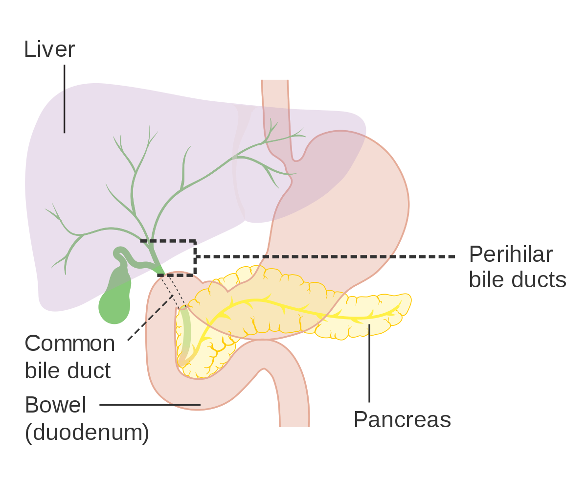 Stomach diagram