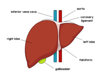 liver clipart anatomy