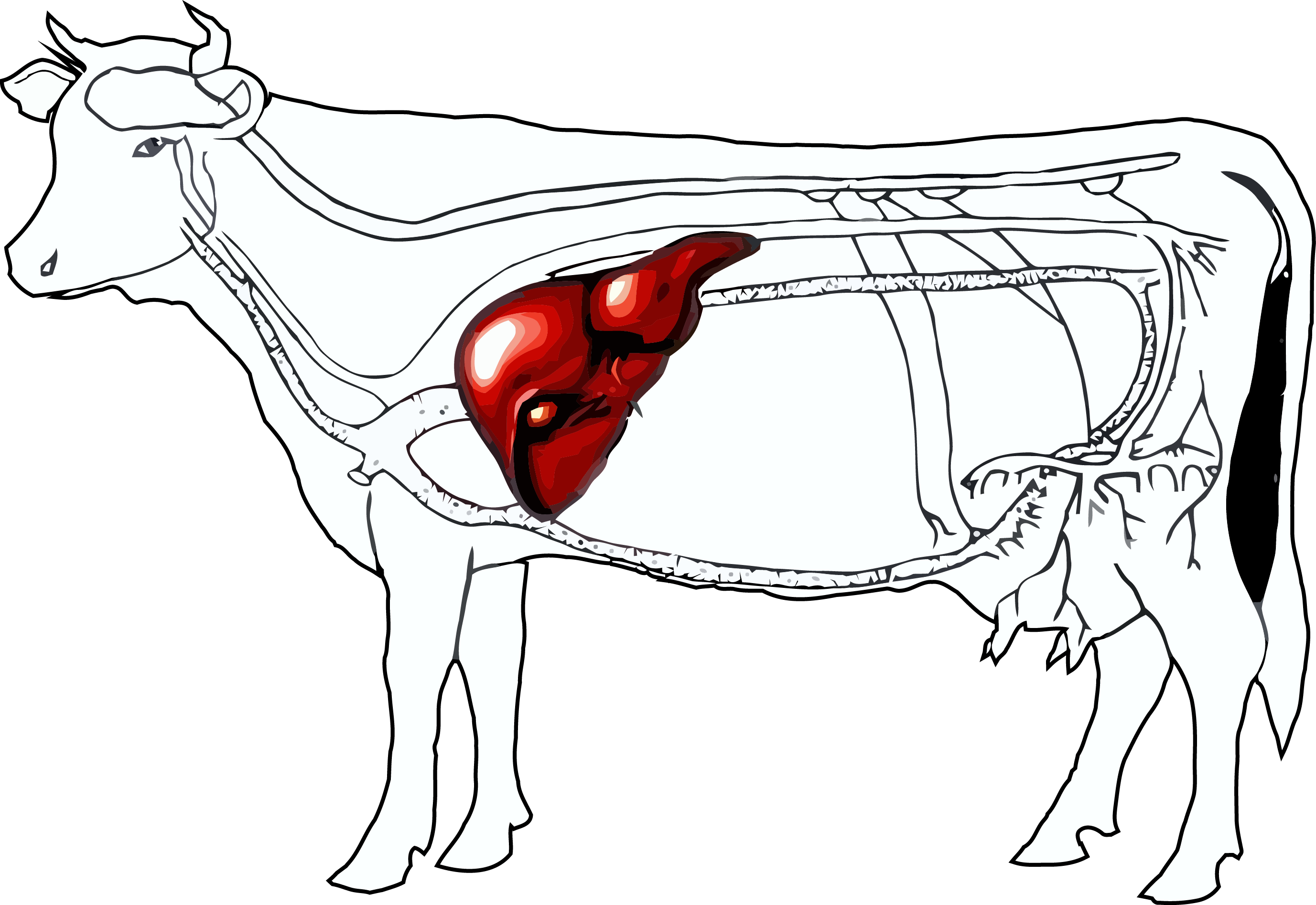 Liver clipart beef liver. Cattle and onions horse