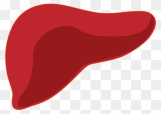 liver clipart big