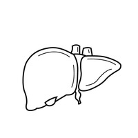 liver clipart black and white