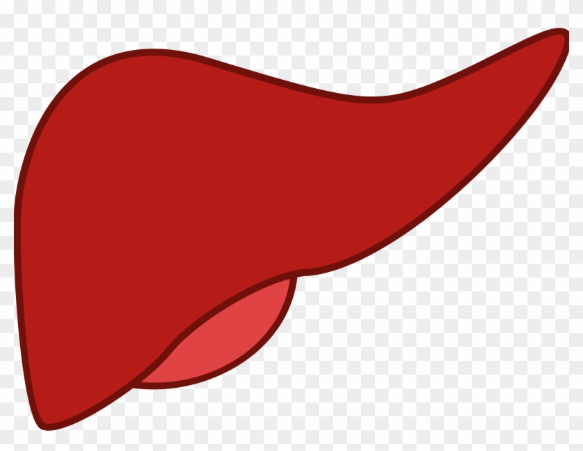 liver clipart body clipart