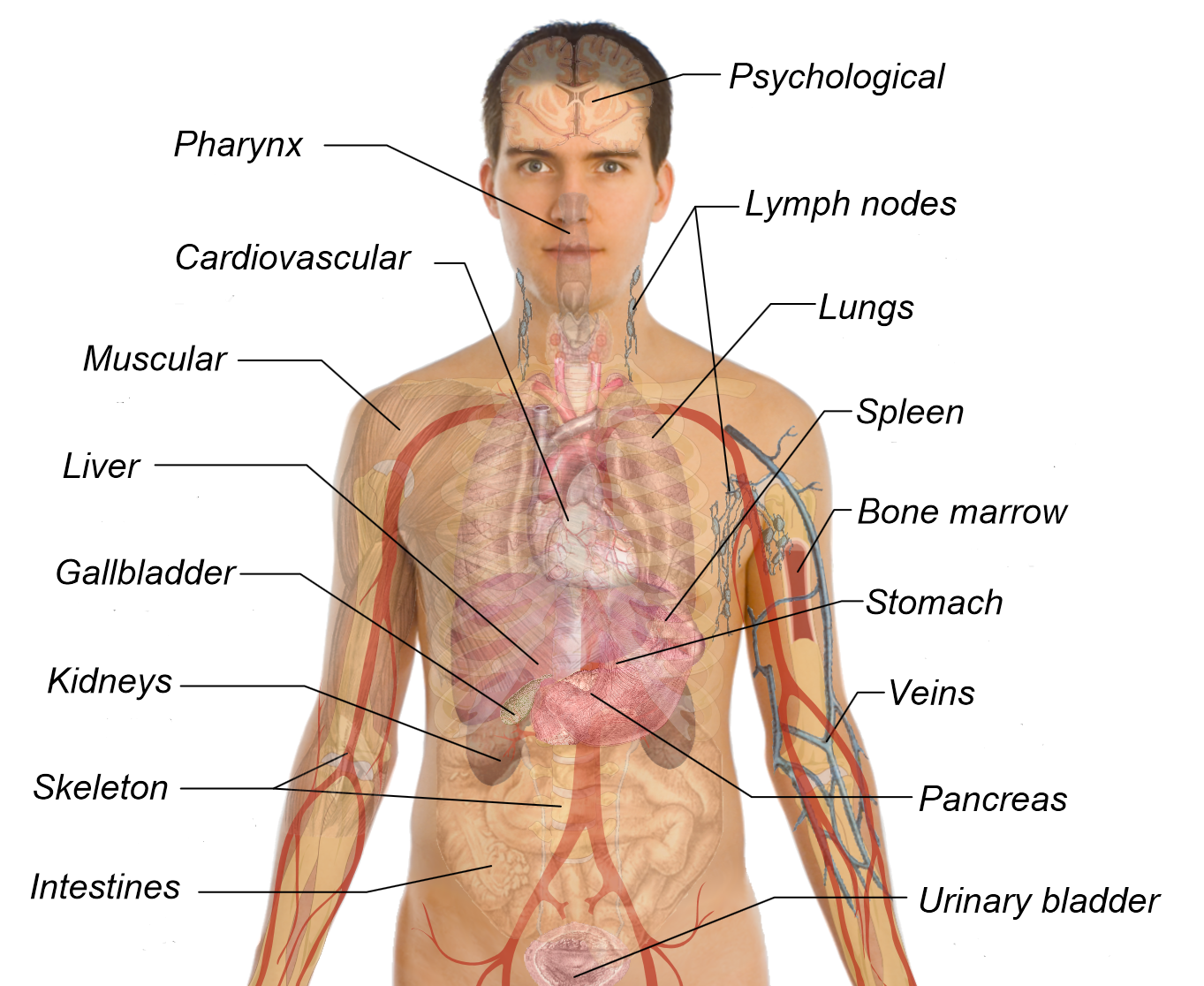liver clipart body organ system