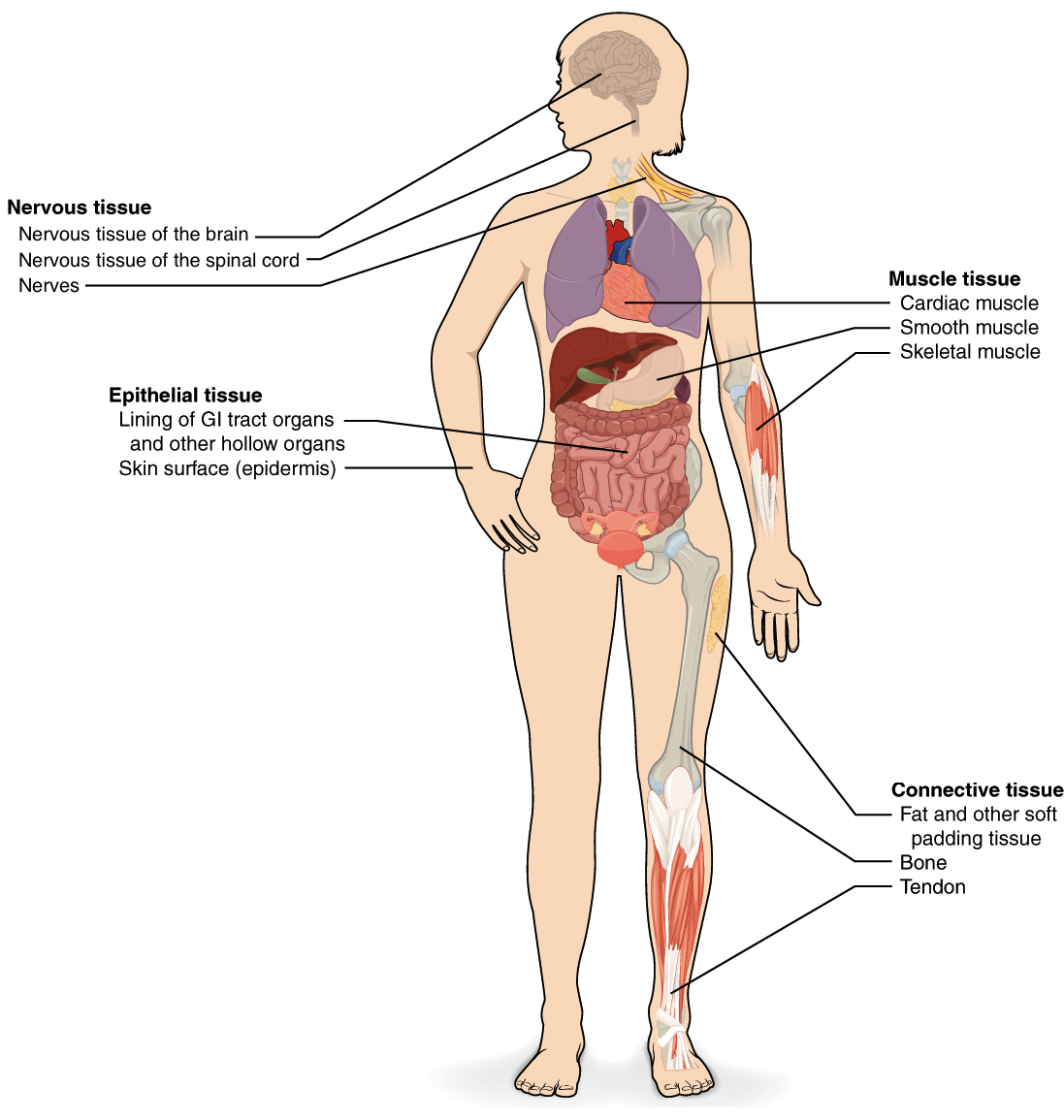 liver clipart body organ system