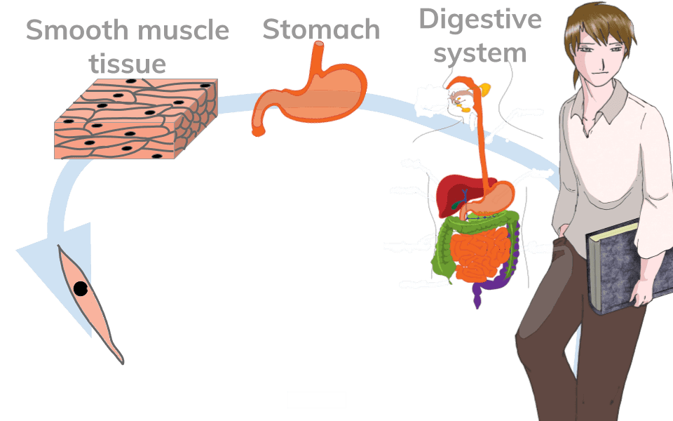 Muscles clipart body tissue. Principles of organisation an