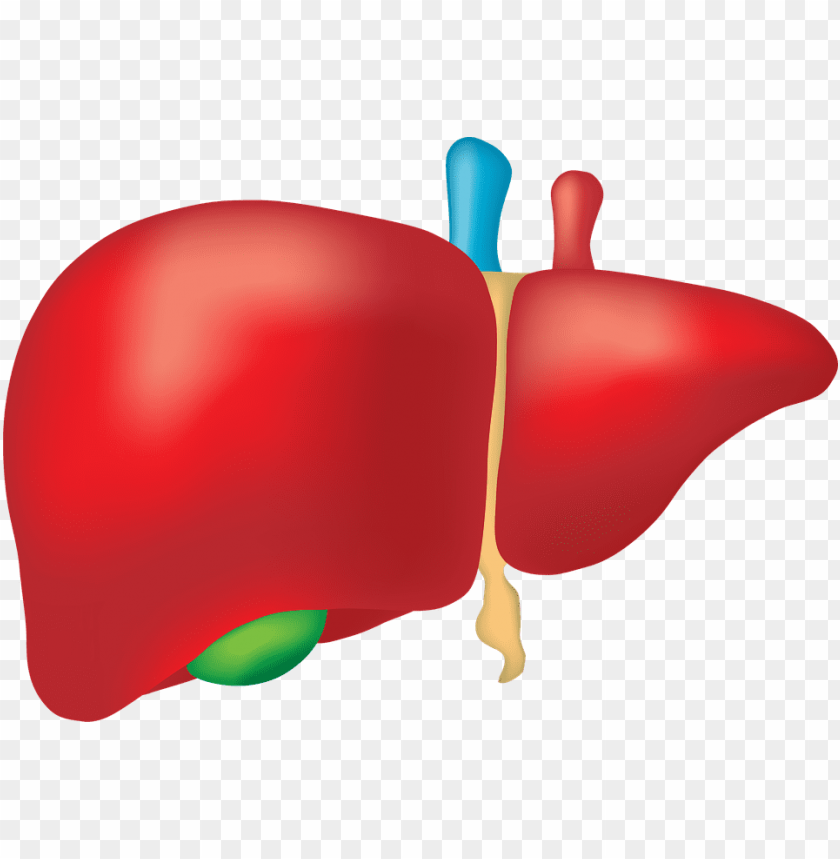 liver clipart clear background