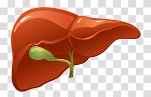 liver clipart clear background