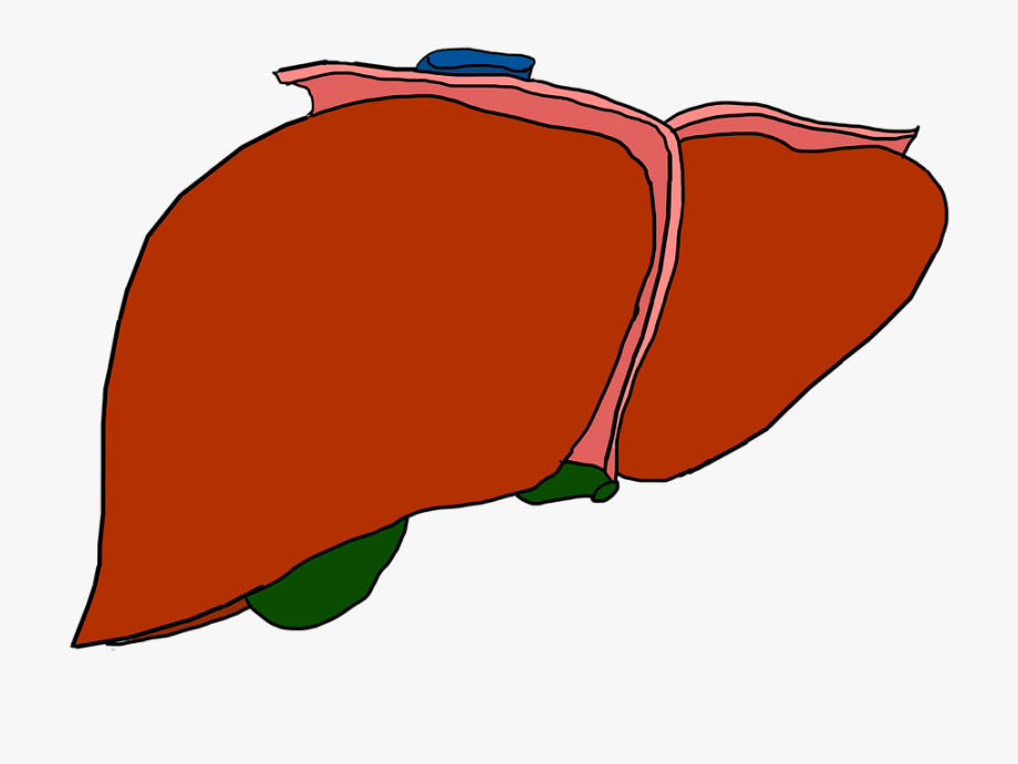liver clipart clip art