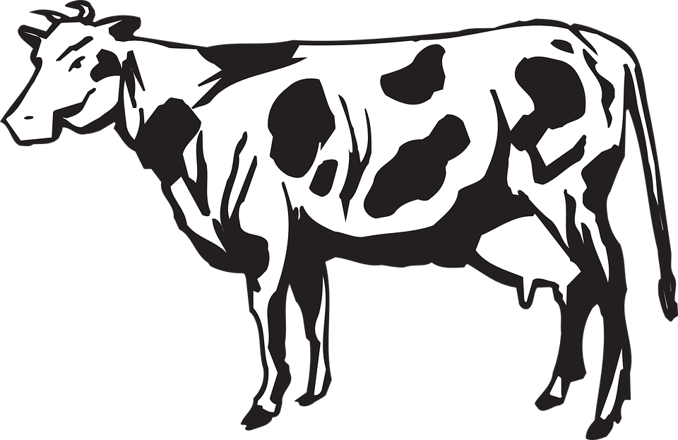 liver clipart cow