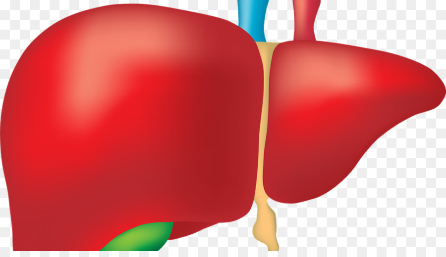 liver clipart damaged liver