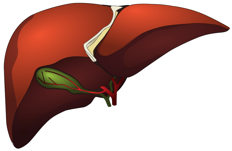 Openmodelica revision trunk testsuite. Liver clipart fatty liver