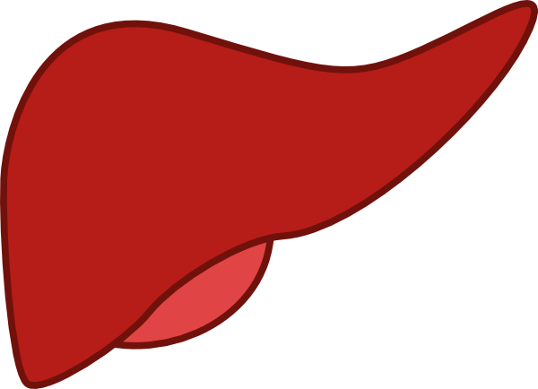 liver clipart file