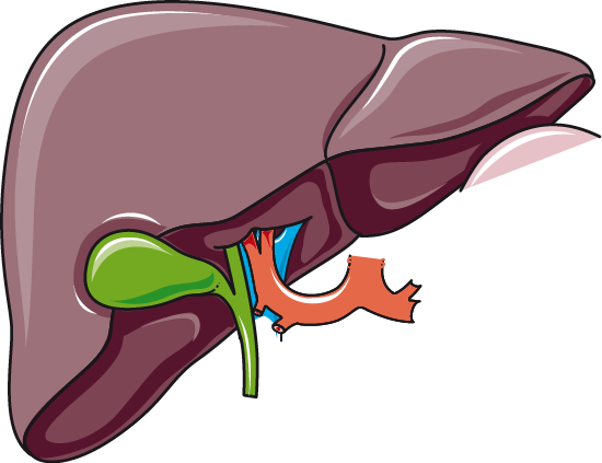 Liver clipart gallbladder, Liver gallbladder Transparent FREE for