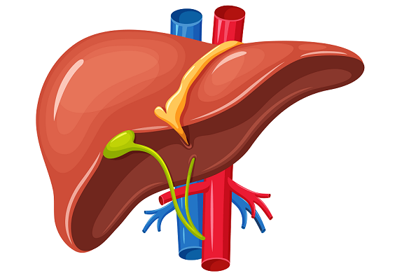 liver clipart gallbladder