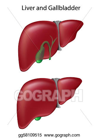 liver clipart gallbladder
