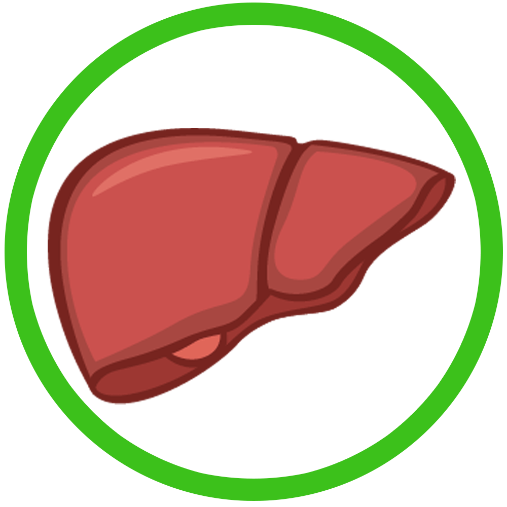 liver clipart healthy liver