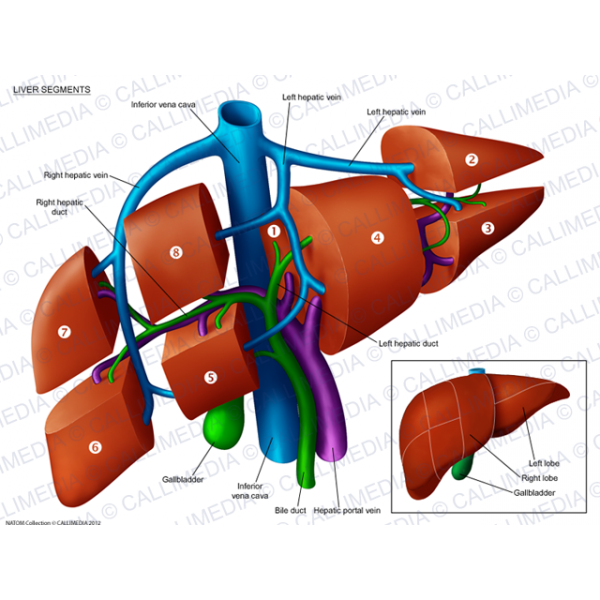 liver clipart human liver