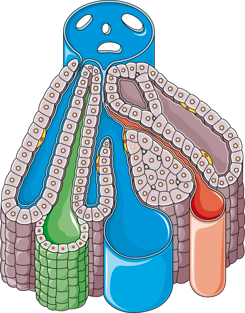 Lobule servier medical art. Liver clipart illustration