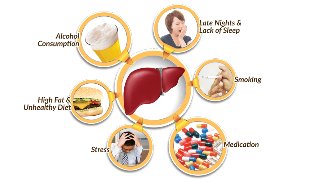Ultimate care function best. Liver clipart lever