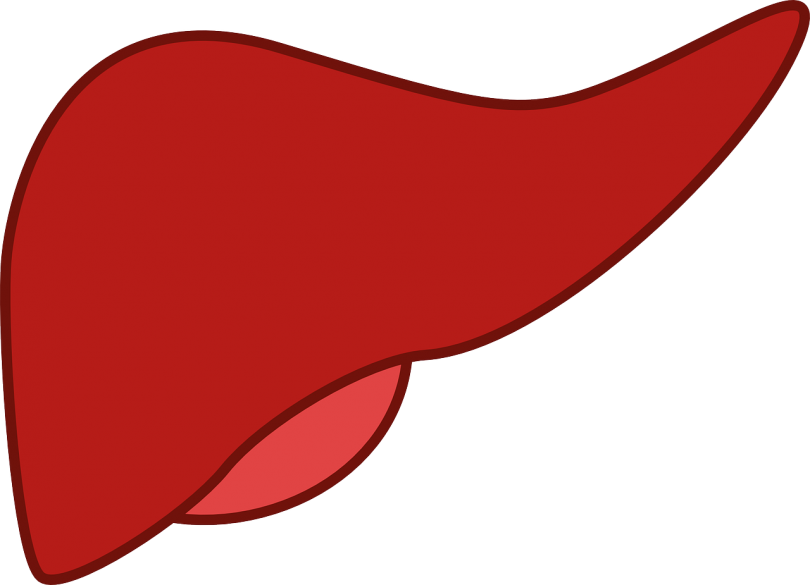 liver clipart liver cancer