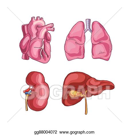 lungs clipart liver organ