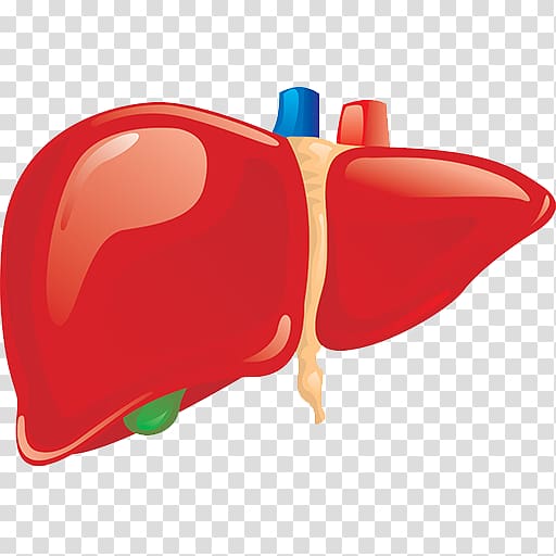 liver clipart liver organ