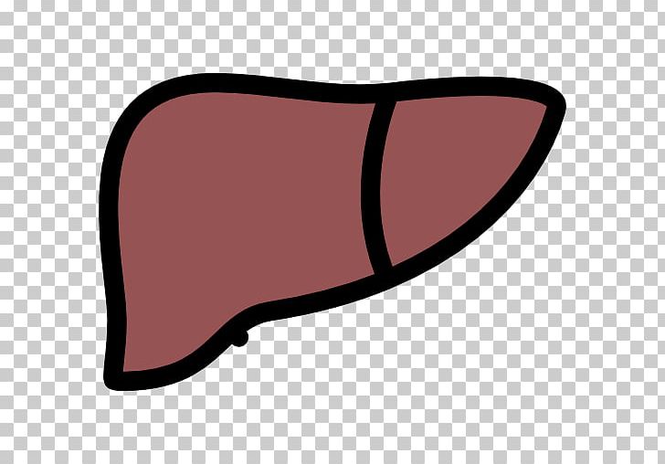 Liver clipart liver organ. The human png biology