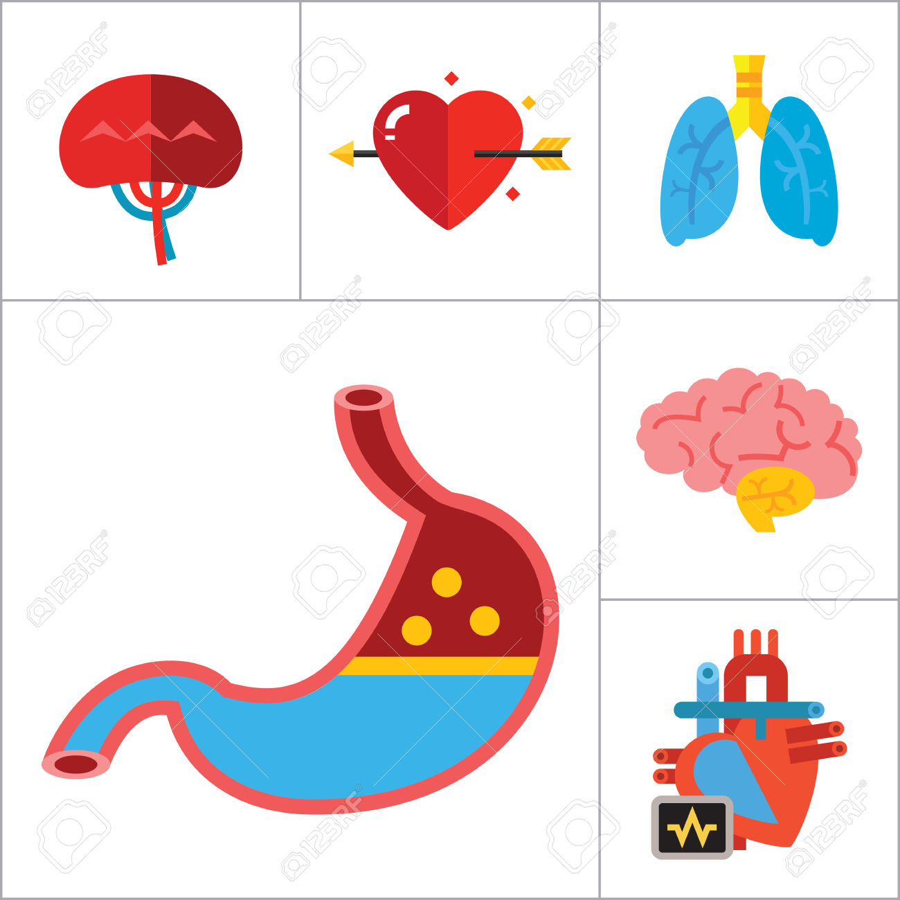 liver clipart liver organ