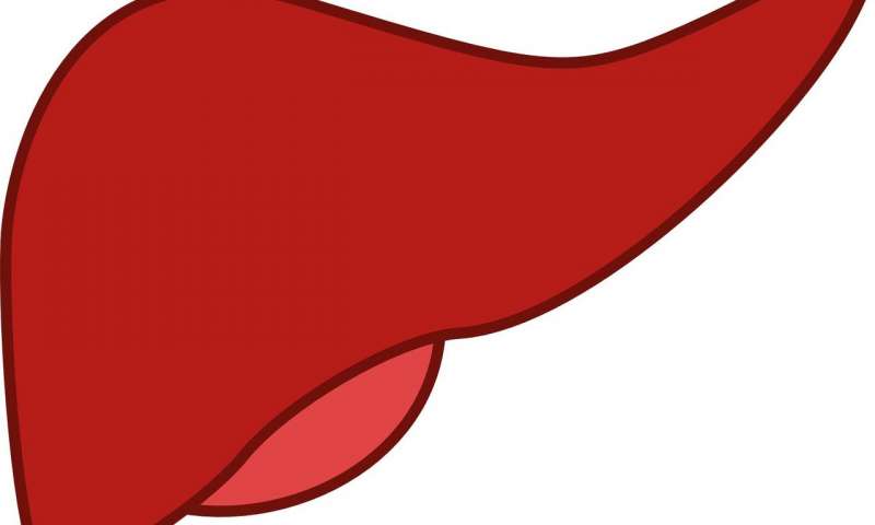 liver clipart liver transplant