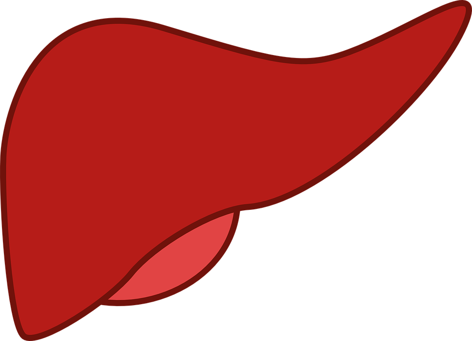 liver clipart liver transplant